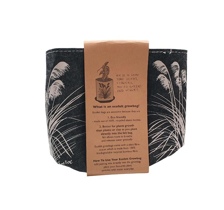 Growbag Toetoe on Dark Grey