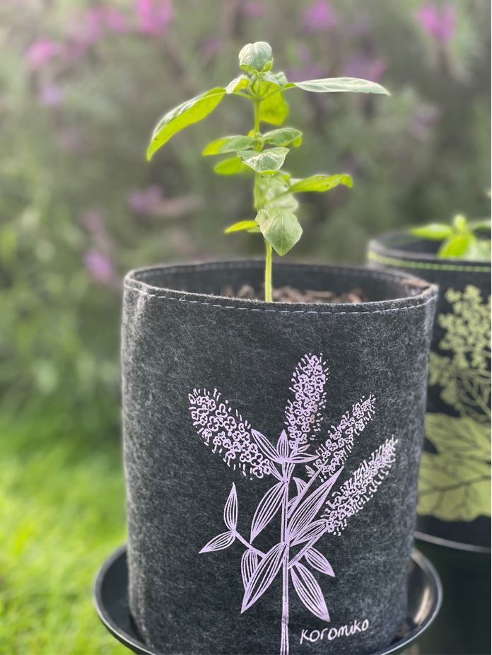 Growbag Koromiko on Dark Grey