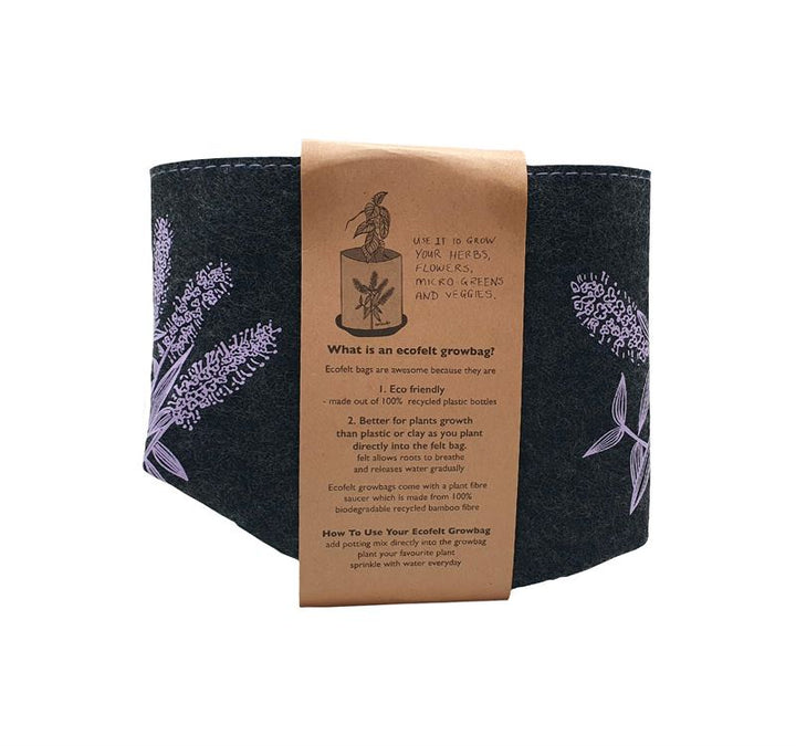 Growbag Koromiko on Dark Grey