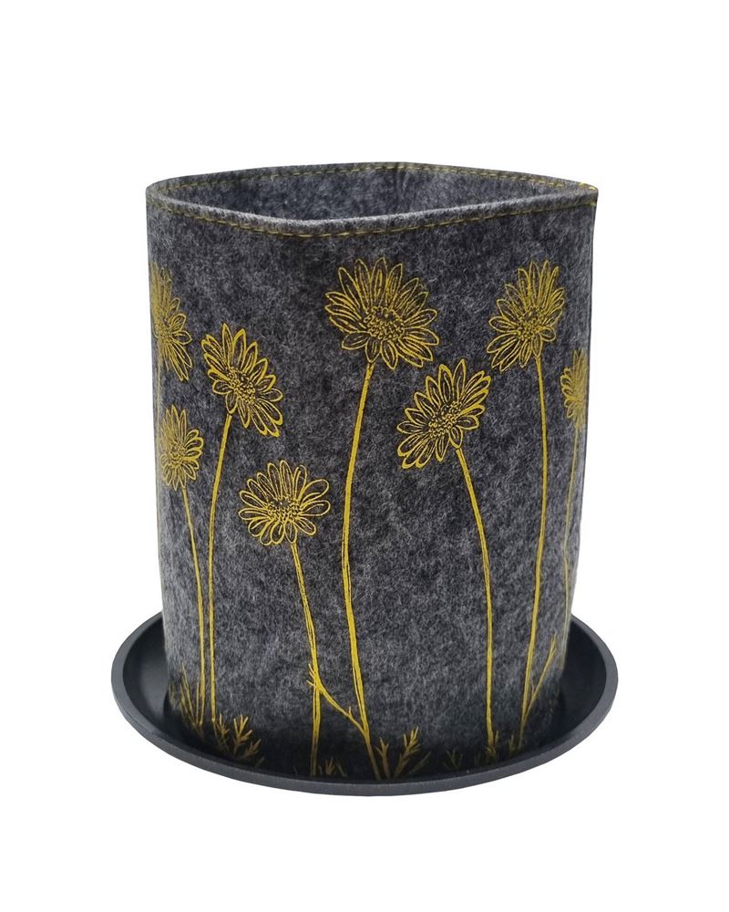 Growbag Marguerite Daisy Yellow on Grey